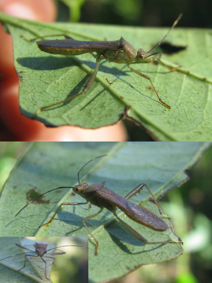 FIGURE 2 FIGURE 2